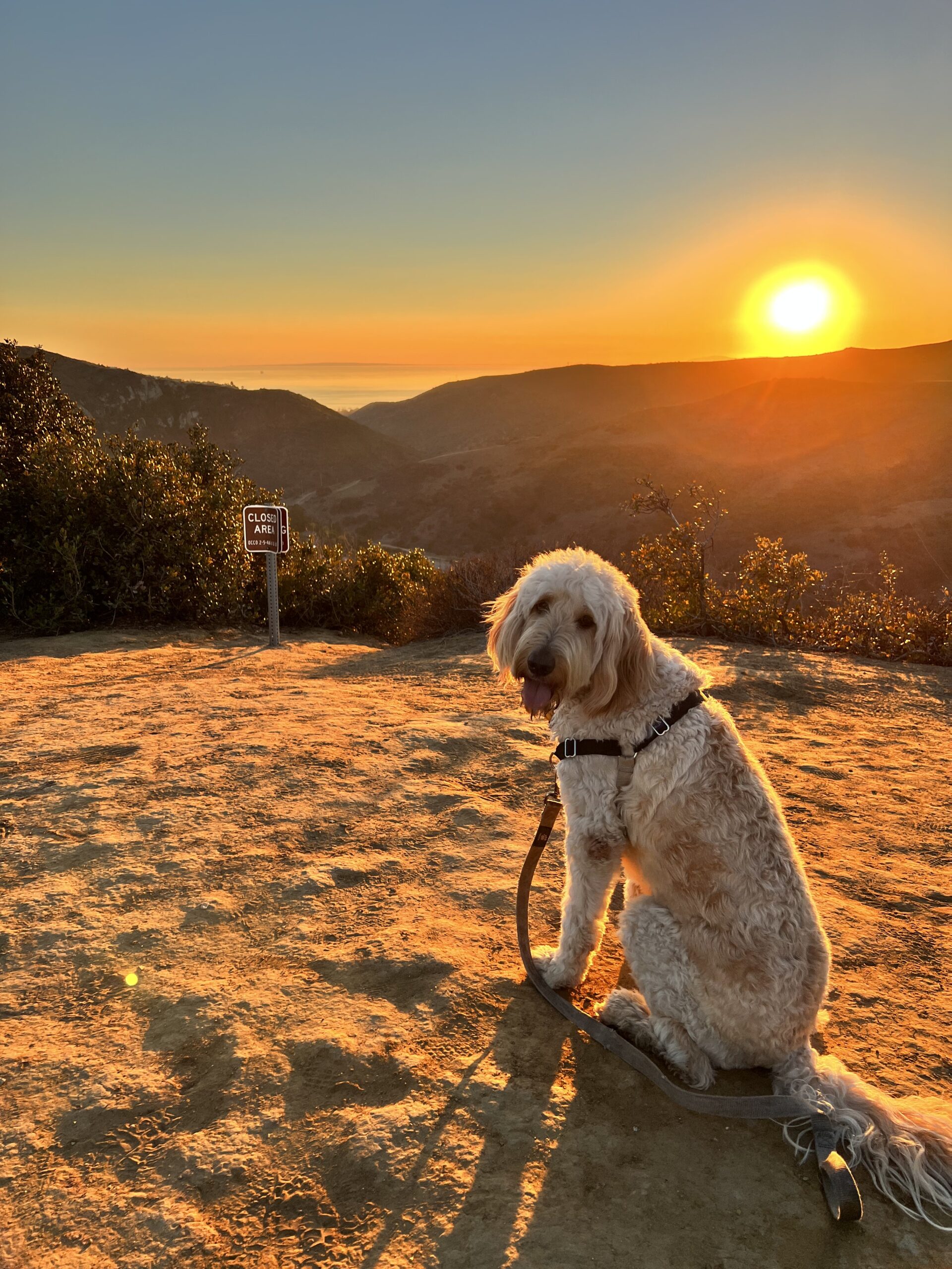 Coach Pav's dog Ellie is a perfect answer to can a dog improve cycling performance
